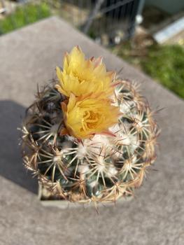 Coryphantha cornifera